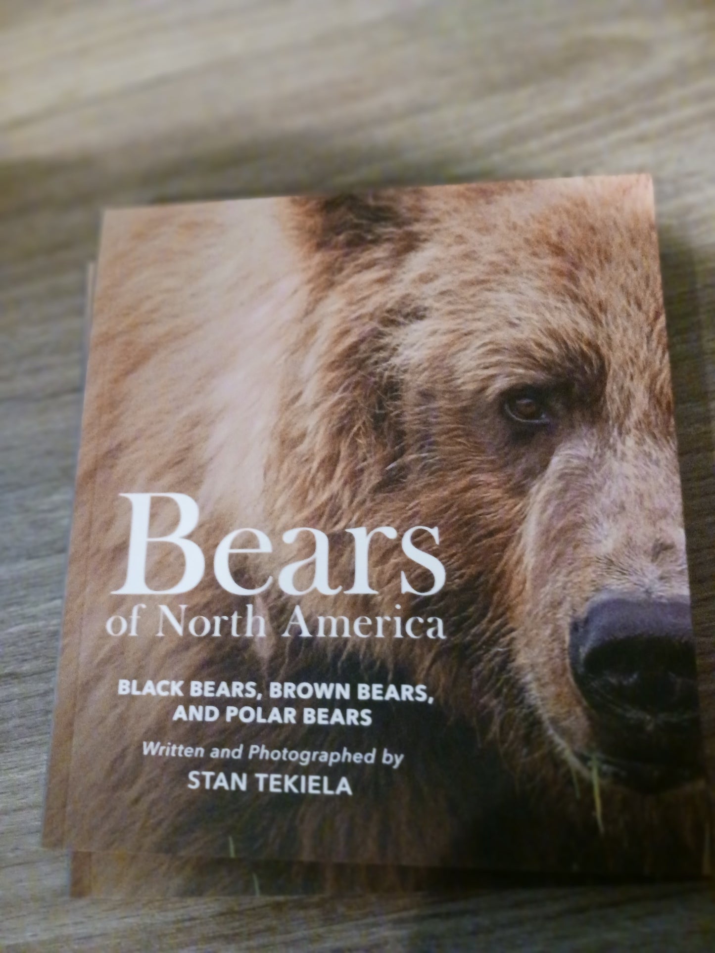 Bears of North America